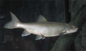 Canadian scientists found PCNs in lake trout