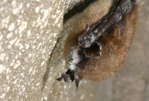 White-nose syndrome on Myotis lucifugus (Little Brown) bat.  Photo: Al Hicks, New York Department of Environmental Conservation