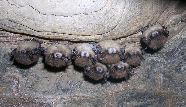 Cluster of little brown bats with WNS.  Photo: Nancy Heaslip, New York Department of Environmental Conservation