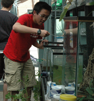 Okemos High School junior Walter Chou scoops water for the hydroponics tank where the class studies how fish fertilize plants.