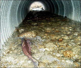 "Bottomless culverts," like this one near Crooked Lake, Ark., let fish navigate streams blocked by roads.  Photo: Partners for Fish and Wildlife