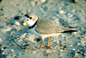 Great Lakes island conservation efforts may help protect the piping plover, an endangered shorebird in the Great Lakes region.
