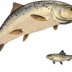 Pacific salmon are an economic draw for the Great Lakes. But they thrive on alewives, an invasive species tough on native fish. Image: Great Lakes Fishery Commission.