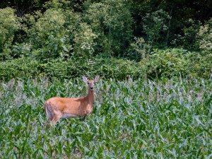 A doe in an Indiana cornfield. Photo by Cindy Seigle