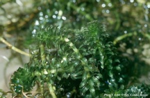 Hydrilla is an invasive species that hasn't made it to the Great Lakes. Biologists want to keep it that way. Photo: Collete Jacono, USGS