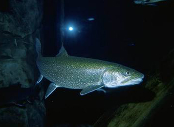 Native lake trout thrive in Lake Huron, where alewives collapsed in 2004.  Lake michigan managers plan to balance lake trout with alewives for salmon food. Photo: Eric Engbretson
