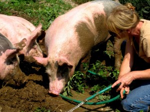 Michigan State Univesity researcher Laurie Thorp prepares muddy garden for pigs.