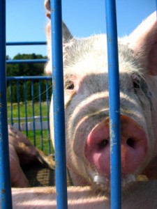 Researchers are studying the relative merits of pasture-raised pigs. Photo by Haley Walker