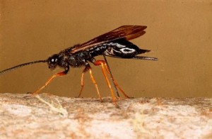 Sirex woodwasp. Photo: Maine Department of Agriculture