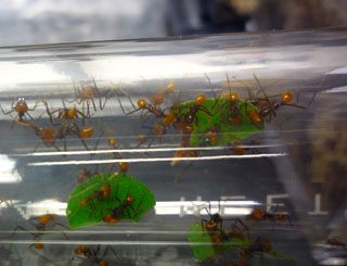 Microbes in leafcutter ant colonies could make cellulose ethanol production easier.