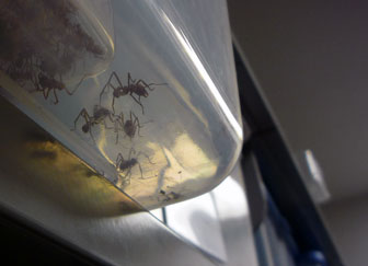 Leafcutter ants are native to South and Central America, but around a million live in plastic tubs in a University of Wisconsin-Madison lab.