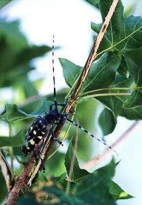 Asian longhorned beetle. Photo: University of California Riverside