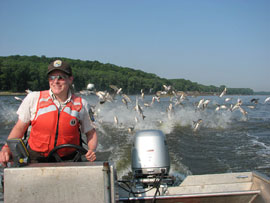 Invasive carp leap when disturbed and can injure boaters. Photo: U.S. Fish and Wildlife Service