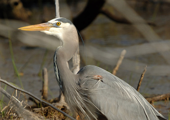 A Lake Michigan colony of great blue herons had elevated levels PFCs, chemicals of emerging concern. Photo: Rob Quinn, U.S. NPS