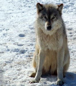 Wolves In Michigan