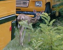 Deer with Chronic Wasting Disease rapidly lose weight. Photo: Wisconsin Department of Natural Resources