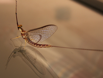 Before taking this winged form, mayflies live burrowed in lake sediment where they kick up phosphorus. Photo: MJ Swart, via flickr