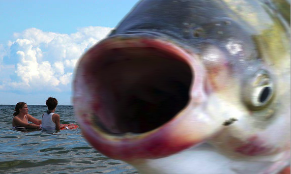 An Asian carp drops in on some Lake Michigan swimmers