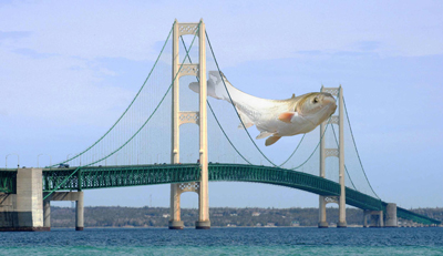 Asian carp over the Mackinac Bridge