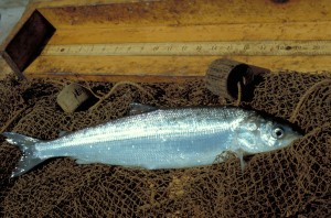 Researchers hope to predict how fish like Great Lakes cisco will adapt to a changing environment. Photo: Environmental Protection Agency