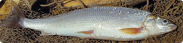 A lake whitefish