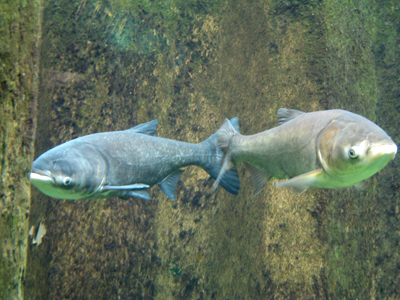 Asian carp