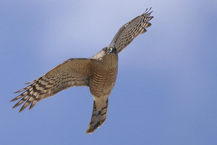 A sharp-shinned hawks is one of the species counted by the Detroit River Hawk Watch. Photo: Detroit River Hawk Watch.