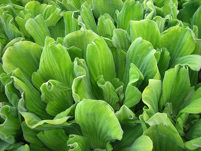  - Water-lettuce-Nicole-Marti-via-Flickr