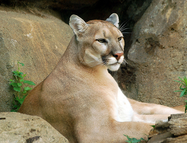 Video Seeing Is Believing — Cougar Caught On Camera In Michigan Great Lakes Echo 