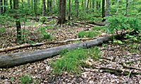 A hardwood forest floor with earthworms. Photo: Minnesota Department of Natural Resources