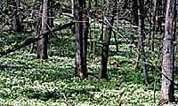 A hardwood forest floor without earthworms. Photo: Minnesota Department of Natural Resources