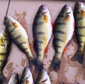 Gaeta said that the food web can be drastically altered when prey fish like perch, pictured above, are left without refuge. Photo: Lake Superior State University.
