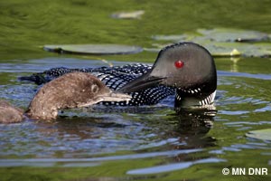 The Common Loon, the state bird of Minn. and a Great Lakes species with a relatively low sensitivity to mercury.