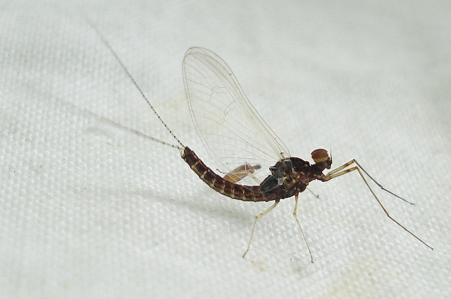 Michigan Insects