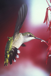 The Hummingbird Facts and Information