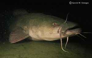 Poll: Vote for the ugliest Great Lakes fish