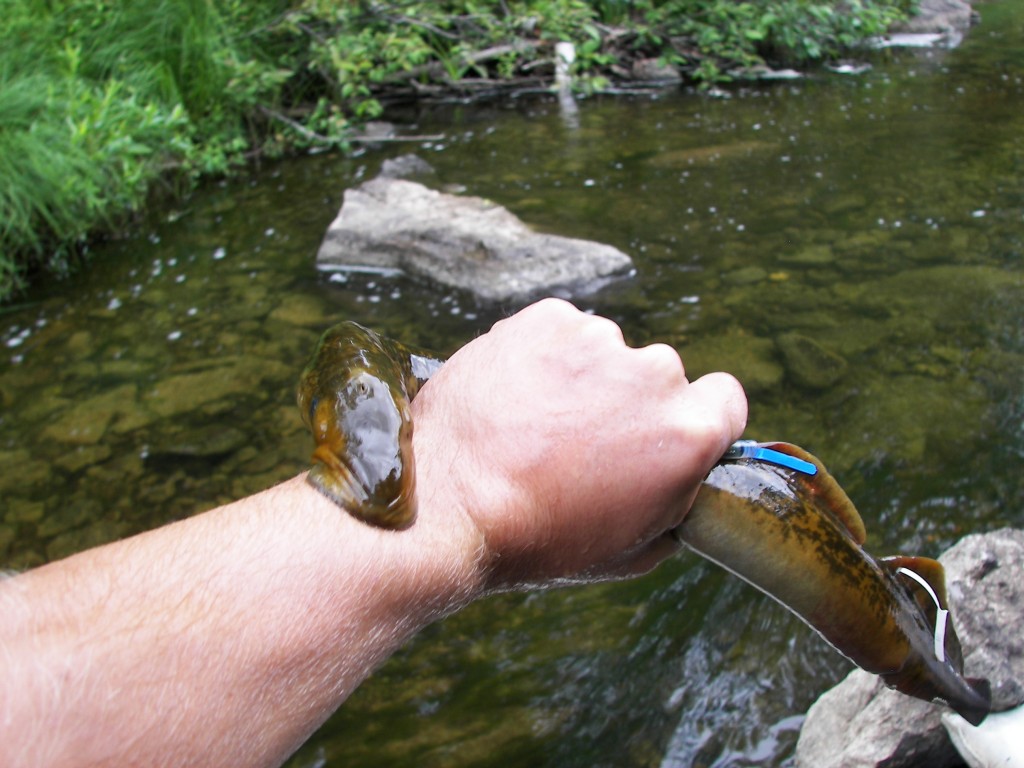 A sea lamprey sucking a researcher's arm during a field trial. Image: Michigan State University