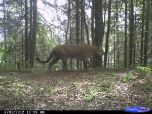 A cougar walking along a wildlife trail in southern Marquette County, Michigan. Photo: Michigan Wildlife Conservancy