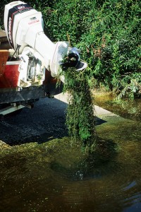 Until you clean and drain, you never know what's really in the nooks and crannies of your boat.. like weeds in your boat motor. Photo: Wisconsin DNR.