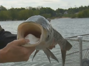 Common carp. Photo: WCCO-TV.