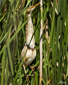 The least bittern is making a comeback following the removal of an invasive grass. Photo: Mike Dee Photography
