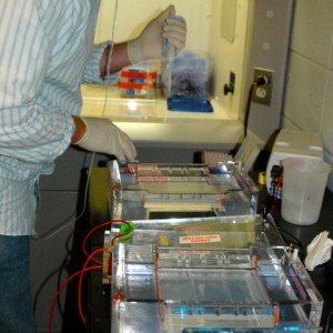 Central Michigan researcher Andrew Mahon loads DNa into a special gel for screening. Photo: University of Notre Dame.