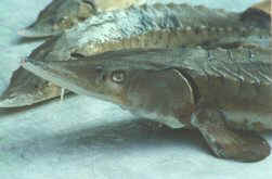 A young sturgeon. Photo: U.S. Fish and Wildlife Service.