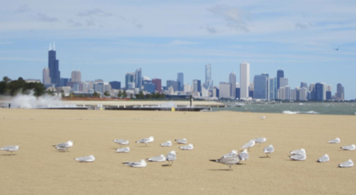 chicago gulls