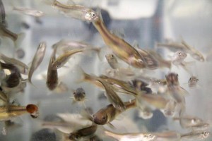 The fathead minnow is a dull, common bait fish, but it has become an important species for research on endocrine disruptors. Here, fish are being raised for research at a U.S. Environmental Protection Agency laboratory in Duluth, Minn. Photo: Kate Golden, Wisconsin Center for Investigative Journalism