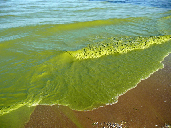 Lake Erie algae blooms