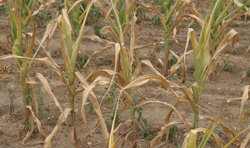 Drought-resistant corn may come in handy - despite recent rain and flooding, Michigan's weather is often unpredictable. Photo: Michigan Farm Bureau
