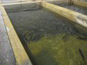 Fish raised at the Allegheny hatchery will bolster efforts to create self-sustaining fish populations in Lakes Erie and Ontario. Photo: U.S. Fish and Wildlife Service.