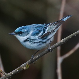 The Cerulean Warbler is a rare species found in the park. Photo: Mdf, Wikimedia Commons.