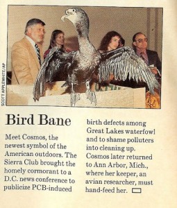 This scan of Life Magazine, May 1989, shows a news conference during Great Lakes Washington Week in 1989. Cosmo, a Great Lakes cormorant born with a twisted beak, was used by GLU officials to push for tougher pollution regulations. From left are  EPA researcher Wayland Swain and Jane Elder. Jim Ludwig, far right, was the scientist leading much of the research on birth defects, egg failures and related issues in colonial shorebirds at that time.